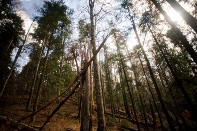ALARMANT: Un pădurar a fost împuşcat de hoţii de lemne din Maramureş