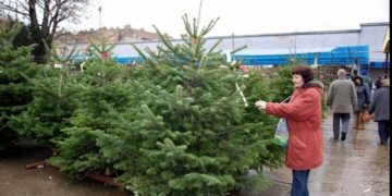 Romsilva scoate la vânzare zeci de mii de pomi pentru Crăciun în acest an. Prețurile sunt derizorii