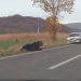 Ursul lovit de mașină în Harghita a fost eutanasiat, după ce a agonizat toată noaptea