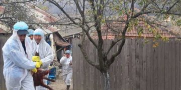 Autoritățile sunt în alertă! Sunt active mai multe focare de boală în județ