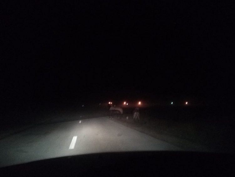 Pericol pe DN 18 B. Animale în mijlocul drumului