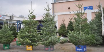 Temperaturile ridicate au amânat livrările de brazi naturali pentru Crăciun