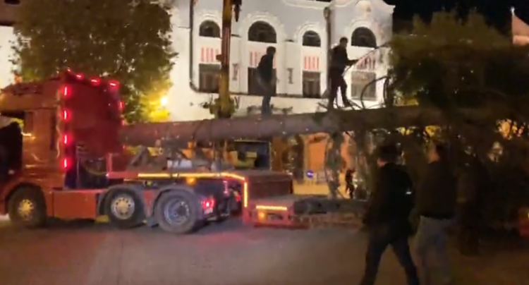 Baia Mare are brad de Crăciun: Un alt an, un alt brad, aceleași critici