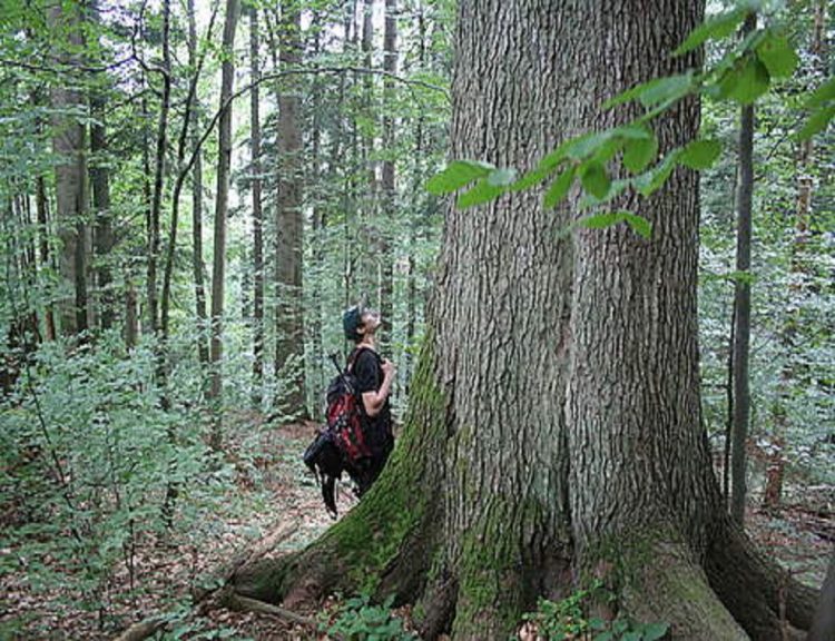 Codrii Seculari de la Strâmbu Băiuţ, sit UNESCO, ar putea primi, anual, 10.000 de turişti