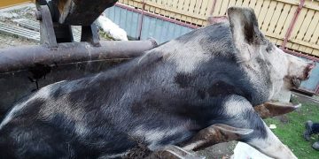 Pestă porcină confirmată la un porc domestic în localitatea Săbișa