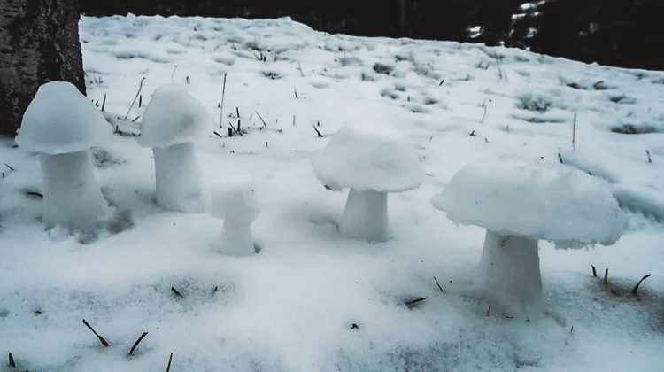 INEDIT: Ciupercile înzăpezite de la Cavnic