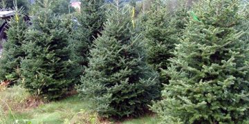 Poliţiştii maramureşeni, cu ochii pe hoţii de brazi