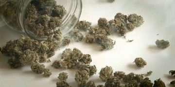 Şofer român arestat în Franţa după ce s-au descoperit 373 de kilograme de cannabis în vehiculul său