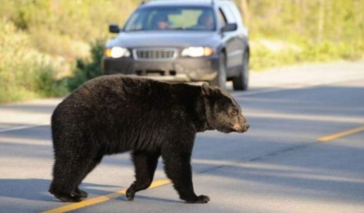 Un urs lovit de maşină, în Mureş, s-a ridicat şi a plecat după accident, însă a fost găsit mort