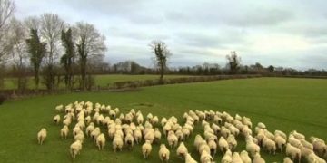 Un copil de 13 ani a fost vândut de bunica sa unui cioban pentru o capră și câțiva lei. Pentru a nu îngheţa, era îmbătat…