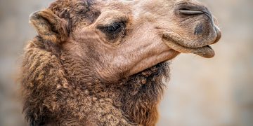 Doamnă mediocritate