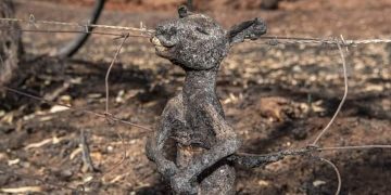 O lecție pentru toți: De ce a pierit acest cangur din Australia