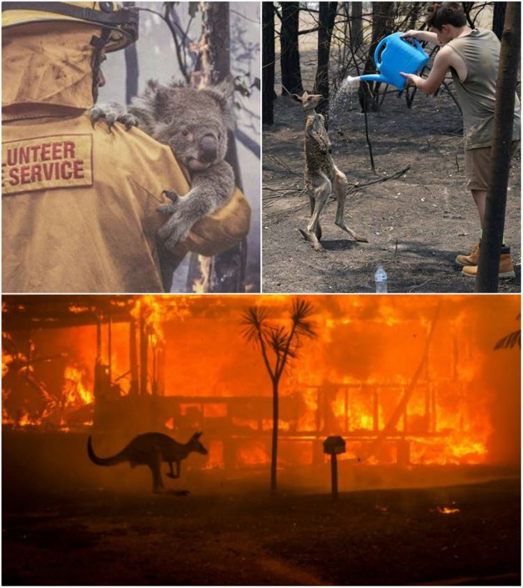 Jumătate de miliard de animale au murit în incendiile din Australia. Imagini cutremurătoare