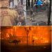 Jumătate de miliard de animale au murit în incendiile din Australia. Imagini cutremurătoare