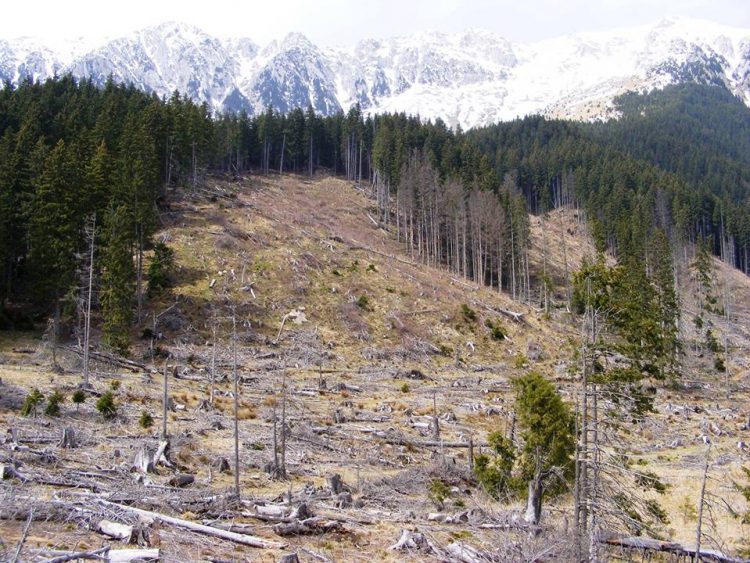 La Repubblica: „România, plămânul Europei și victima defrișărilor sălbatice”