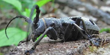 Autostrada și gândacul, penibilul pretext al străinilor care plănuiesc dezmembrarea României