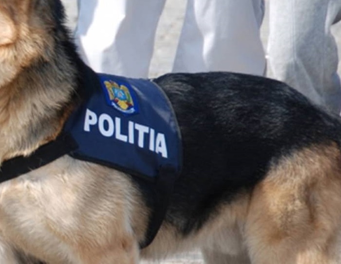 Câinele Wat, alături de poliţiştii maramureşeni în combaterea contrabandei de tutun