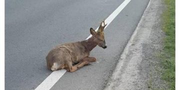 A lovit cu maşina un căprior, l-a dus acasă, unde l-a prelucrat. Acum este cercetat pentru braconaj cinegetic