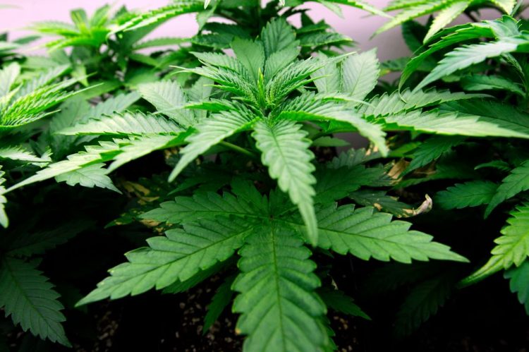 Au fost confiscate nouă kilograme de cannabis și cocaină din Bistrița