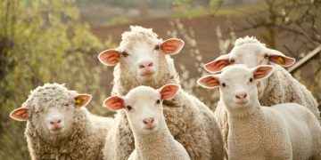 APIA eliberează adeverințe pentru beneficiarii Măsurii 14 – Bunăstarea animalelor