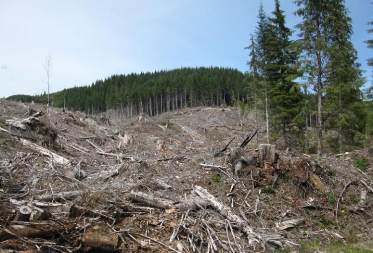 Cea mai mare tăiere ilegală,100.000 metri cubi de arbori rași de pe fața pământului, la Ocolul Sighet. „Îi vreau în cătuşe pe toţi!” – spune ministrul Mediului