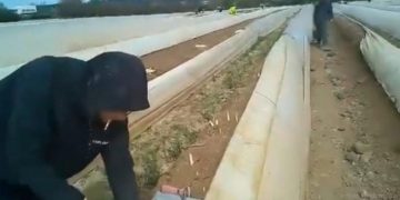 Bombă! Firma care a trimis românii la cules de sparanghel în Germania aparține unui liberal infectat și el cu coronavirus