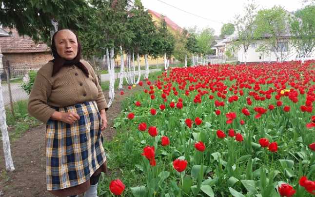 Frumuseți în timp de pandemie: Ce se află în curtea unei bunici din Maramureș