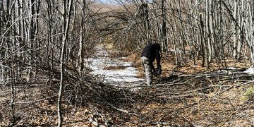 Traseele turistice din apropierea Băii Mari, curățate și marcate – FOTO