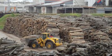 Campanie inițiată de Agent Green: Suspendați exploatarea pădurii și vânătoarea pe durata stării de urgență generată de Covid-19