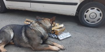 Spaima contrabandiştilor: câinele poliţist Vis a descoperit un bax cu ţigări de contrabandă în maşina unei băimărence