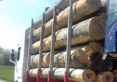 Legea care interzice pentru 10 ani exportul de buștean în spațiul extracomunitar a fost promulgată