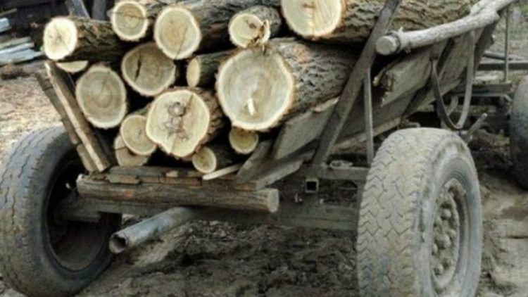 Transport ilegal de material lemnos sancţionat de poliţiştii din Borşa