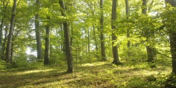 Sesiunea de depunere a cererilor de plată/sprijin pentru plăţile pentru angajamente de silvomediu se prelungeşte