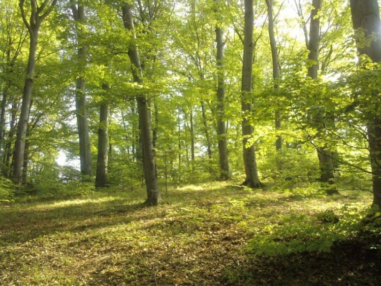 Sesiunea de depunere a cererilor de plată/sprijin pentru plăţile pentru angajamente de silvomediu se prelungeşte