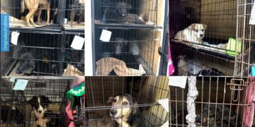 Trei români au șocat polițiștii germani, după ce au fost prinși transportând 31 de câini înghesuiți într-un Mercedes