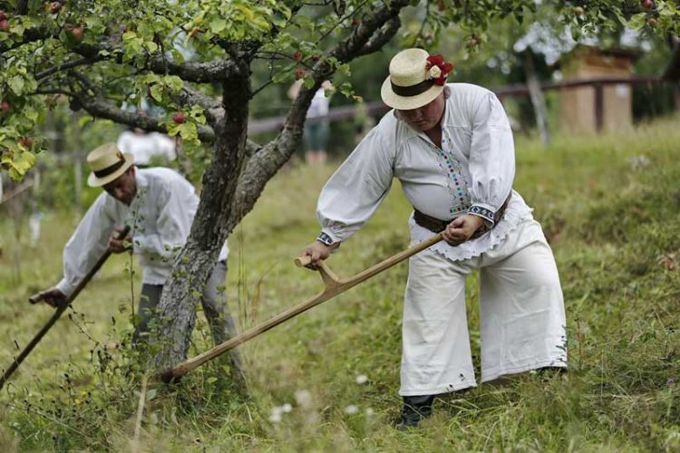 „Clacă de coasă” – băimărenii își vor reaminti de o zi din „universul” satului tradițional