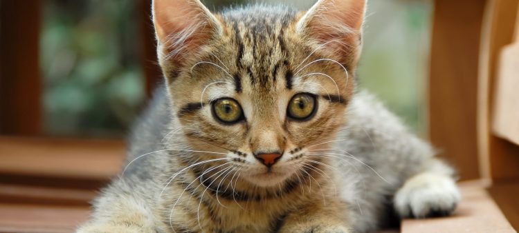 8 august, Ziua Internaţională a Pisicii. Celebrităţile Miau ale social-media