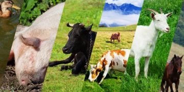 APIA efectuează plata ajutorului de stat în sectorul creşterii animalelor