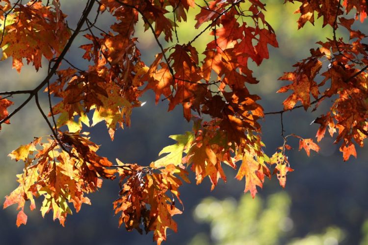 Ce temperaturi ne așteaptă în luna Octombrie