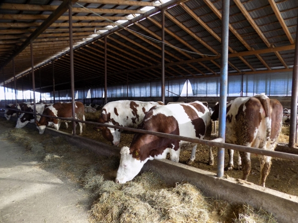 APIA lansează 3 scheme noi de sprijin pentru fermierii afectați de pandemie