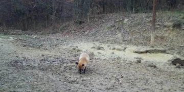 Imagini direct din natura