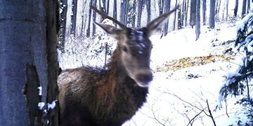 Cerb suliţar surprins de camerele de supraveghere în timp ce căuta hrană – FOTO