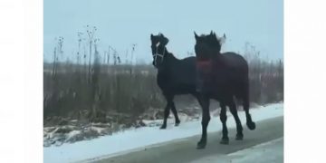Şoferi în pericol! Cai liberi ca în Vestul Sălbatic pe şosea în Bozânta – VIDEO