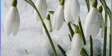 Cum va fi vremea de Mărțișor. Prognoza meteo pentru următoarele 4 săptămâni