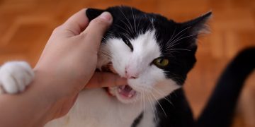 Adolescentul din Cluj, care a omorât un pui de pisică scoțându-i ochii, a fost dat pe mâna poliției de însuși tatăl său