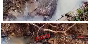 Porci mistreți morți pe Valea Stejerei din Stejera – FOTO