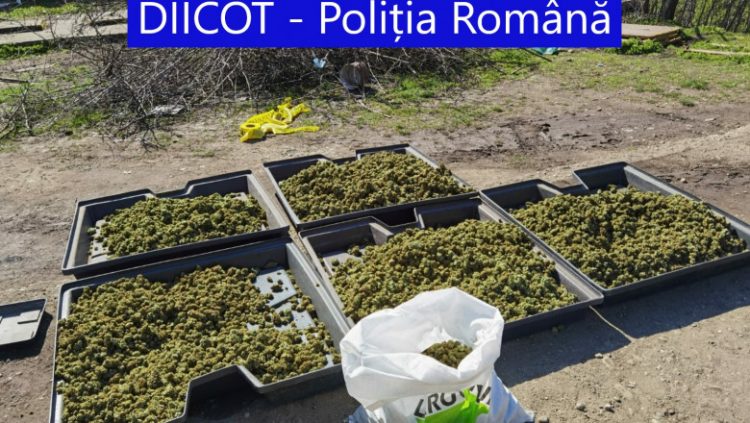 Cultură uriașă de cannabis, descoperită în casa a doi cetățeni spanioli stabiliți în România
