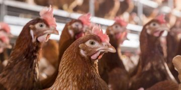 Gripa aviară scumpeşte carnea de pui. Cu cât va creşte preţul la acest aliment de bază