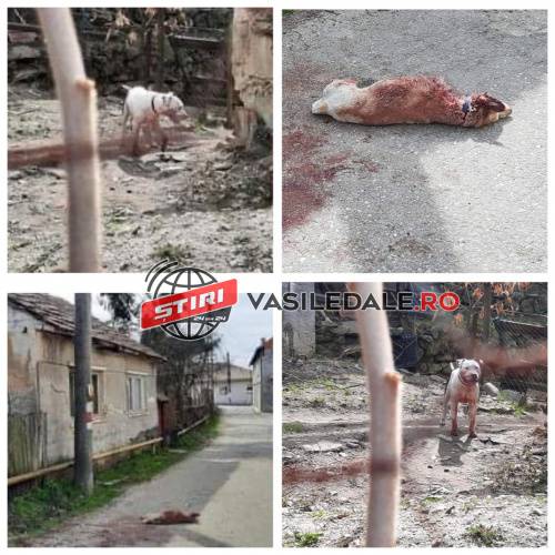 IMAGINI HORROR: Câine sfâșiat de un pitbull scăpat dintr-o curte