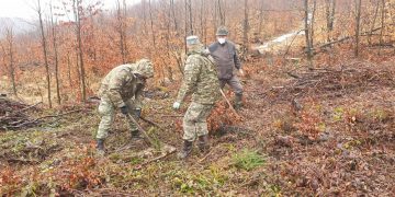 Arbori plantaţi în Strâmbu Băiuţ de militarii Batalionului 612 Artilerie Antitanc Maramureş